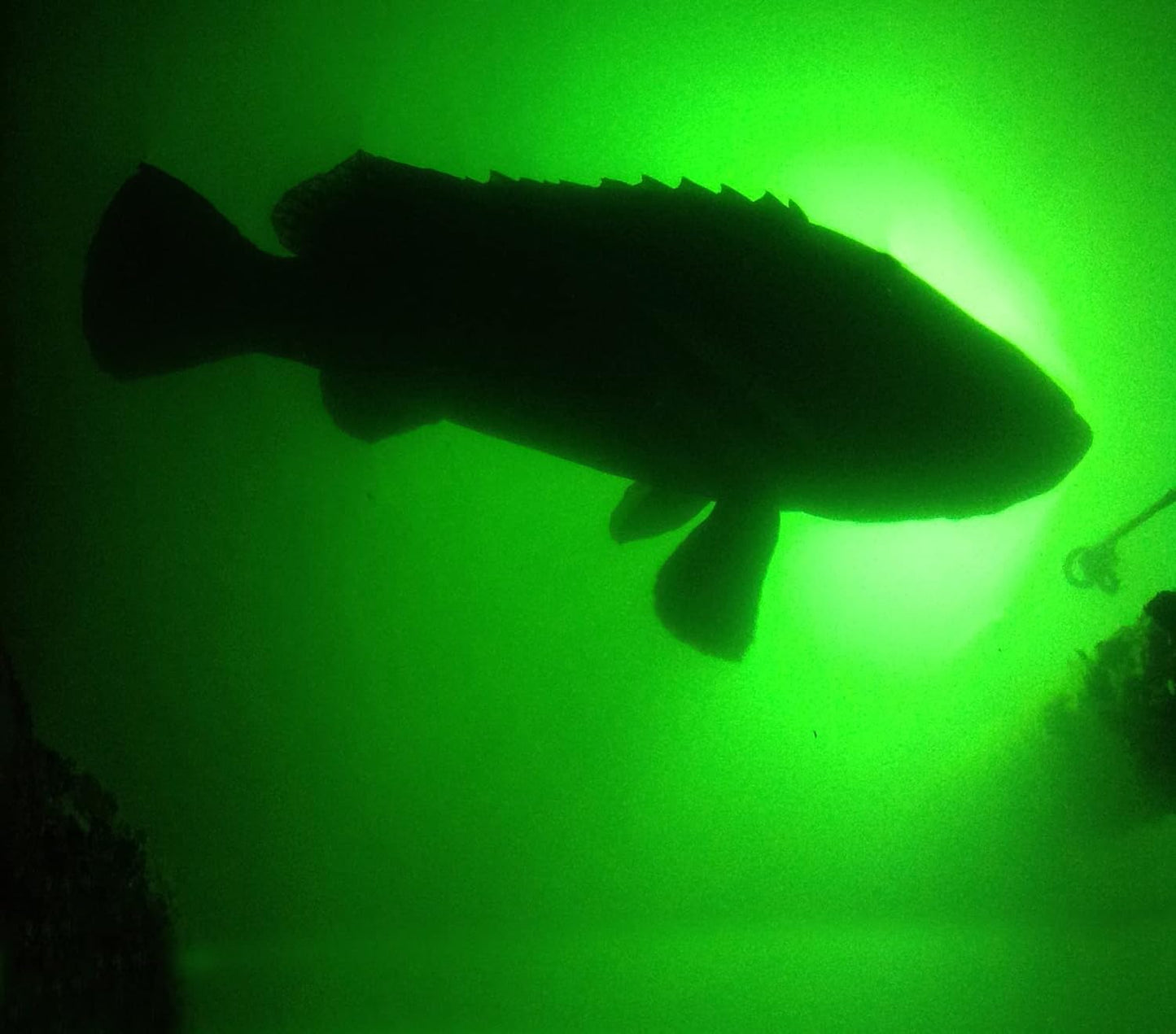 Light Extra Bright Vibrant Green 250W Single Light for Docks with 50' of Marine Grade Wire, Easy to Install, Dusk to Dawn Operation, Salt or Fresh Water, Guaranteed to Attract Fish